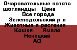 Очаровательные котята шотландцы › Цена ­ 2 000 - Все города, Зеленодольский р-н Животные и растения » Кошки   . Ямало-Ненецкий АО